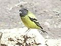 Ethiopian-siskin.jpg