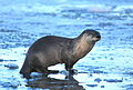 Northern River Otter on Seedskadee NWR (22802102984).jpg