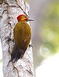 Piculus leucolaemus - White-throated woodpecker (male).jpg