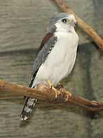 African Pygmy Falcon 002.jpg