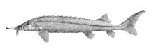Acipenser ruthenus3.jpg