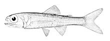 Ceratoscopelus maderensis.jpg