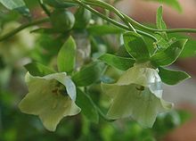 Codonopsis pilosula flowers.jpg