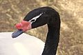 Cygnus melanocoryphus at the Denver Zoo-2012 03 12 1029.jpg