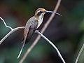 Phaethornis rupununi - Streak-throated hermit; Anavilhanas islands, Novo Airão, Amazonas, Brazil.jpg