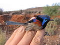 Variegated fairy wren.jpg