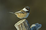 Poecile cinctus, Ivalo, Finland 1.jpg