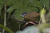 Grey-throated babbler Zuluk East Sikkim Sikkim India 24.05.2015.jpg