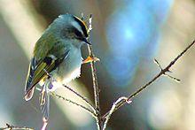 Golden crowned kinglet 6122.jpg