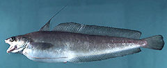 Red hake (Urophycis chuss).jpg