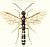 Hartigia linearis.jpg