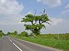 Todwick - Pocket Handkerchief Lane.jpg