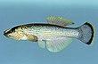 Fundulus catenatus.jpg