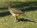 Ortalis poliocephala (24328217339).jpg