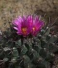 Thelocactus tulensis GotBot 2015 001.jpg