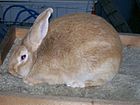 PalBuckSide-small.jpg