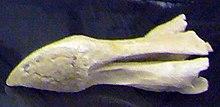 Fragmentary leg and skull bones of a dodo