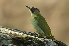 Levaillant's Woodpecker - Oukaimeden Marocco 07 6526.jpg