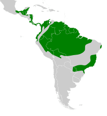 Xenops minutus map.svg