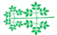 Leaf morphology tripinnate.png