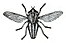 Tabanus lineola female.jpg