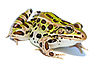 green spotted frog facing right