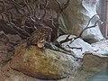 Artis 20180519 122919 - Ctenosaura macrolopha.jpg