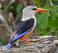 Grey-headed Kingfisher (Halcyon leucocephala) (11929836715), crop.jpg