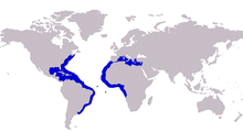 Caranx hippos distribution.png