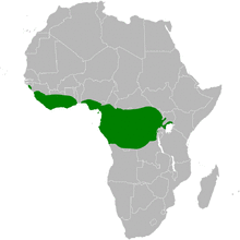 Criniger distribution map.png