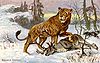 cave lion