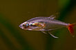 Bloodfin Glass Tetra.jpg