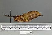 Side view of a pupa
