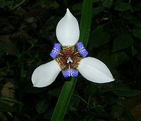 Lily flower.jpg