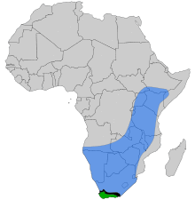 Cape and African Honey Bee range.svg