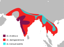 GypsBengalensisMap.svg