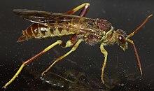 Xyelidae P1180055a (cropped).jpg