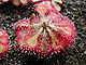 Drosera spatulata KansaiHabit.jpg