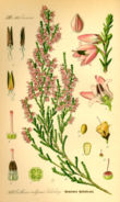 European heather