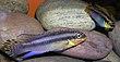 Pelvicachromis taeniatus.JPG