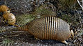 Dasypus hybridus (mulita).jpg