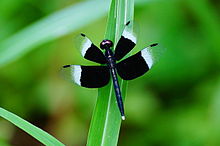 Neurothemis tullia Male07798.jpg