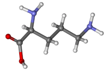 Ornithine ball-and-stick.png