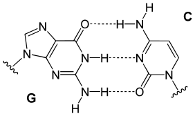 Base pair GC.svg