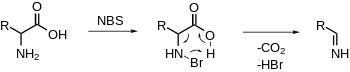 Decarboxylation of alpha-amino acid with NBS.svg