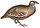 Ammoperdix griseogularis 1849 white background.jpg