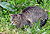 Gato en Boiro Galicia.jpg