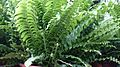 Boston Fern (Nephrolepis exaltata) 1.jpg