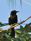Icterus portoricensis imported from iNaturalist photo 6037125 on 4 September 2019.jpg