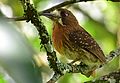 Malacoptila mystacalis (Bigotudo canoso) (27650616104).jpg